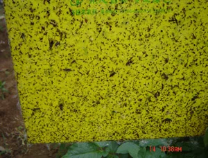 Приманка Liriomyza sativae для уничтожения растительных листьев