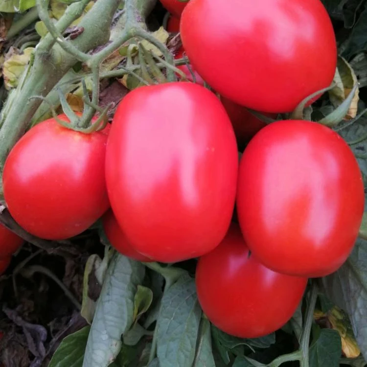 2020 crop hot sale for Egypt  tomato paste in drum