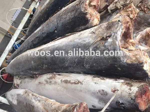 Seafrozen saifish свежий парус рыбы тушка для продажи