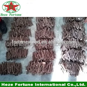 
Spring flower tree paulownia Tomentosa roots cutting for planting 