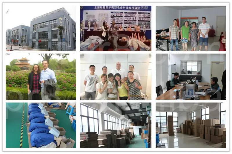 Artificial Natural size anatomical skeleton model, human knee joint model A1025