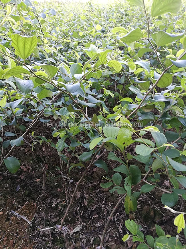 
Taiwan super sweet big green Jujube Seedlings 