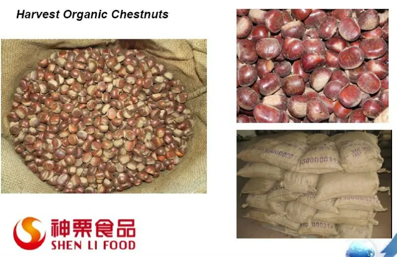 Sweet and easy peeling Chinese chestnut