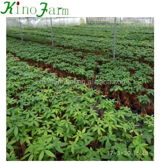 Indoor Plant Pachira