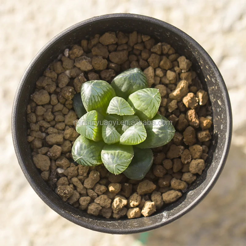 Растение для выращивания тканей суккуленты Haworthia окуперай вар. Венуста комнатное