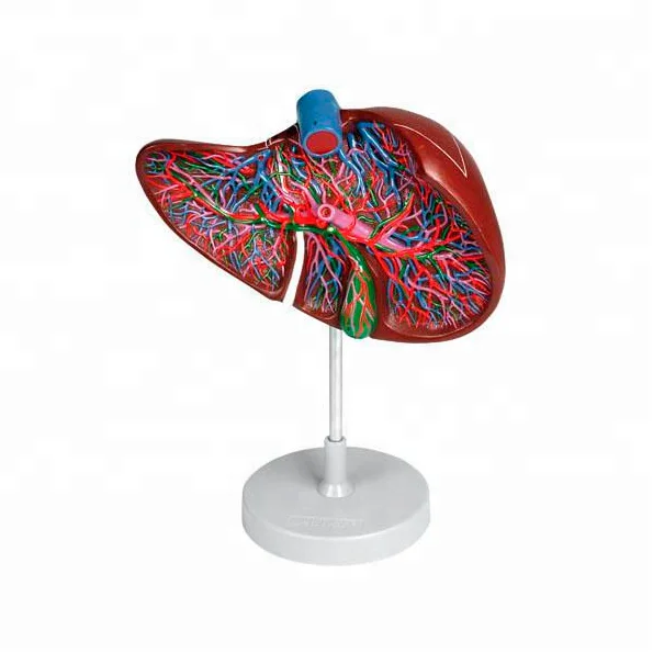 Обучающие ресурсы медицинские человеческие ткани печень анатомическая модель обучение и