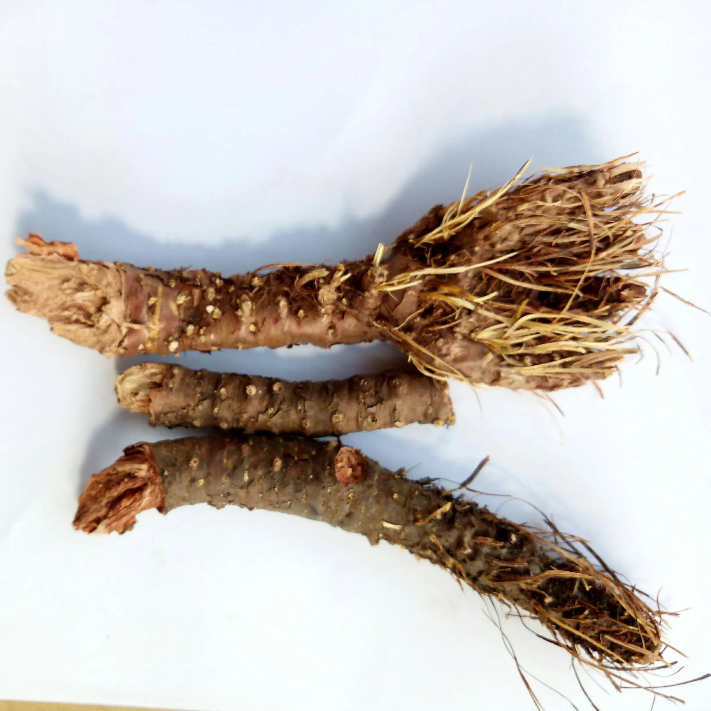
Wild tibet Raw Root Rhodiola crenulata Hongjingtian 