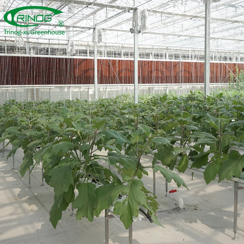 Venlo aluminium glass greenhouse framegreenhouse agriculture hydroponic for farm