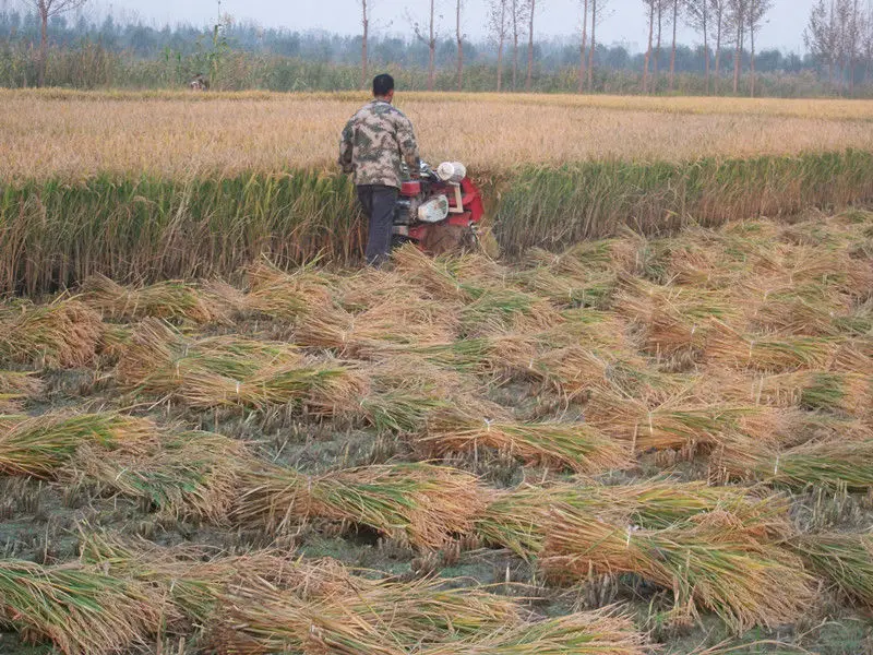hot selling mini reaper binder-mini rice combine harvester