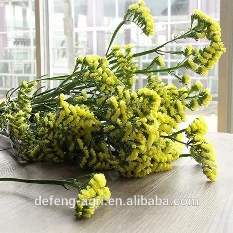 Dried flower limonium sinense for home decoration forget me not flower