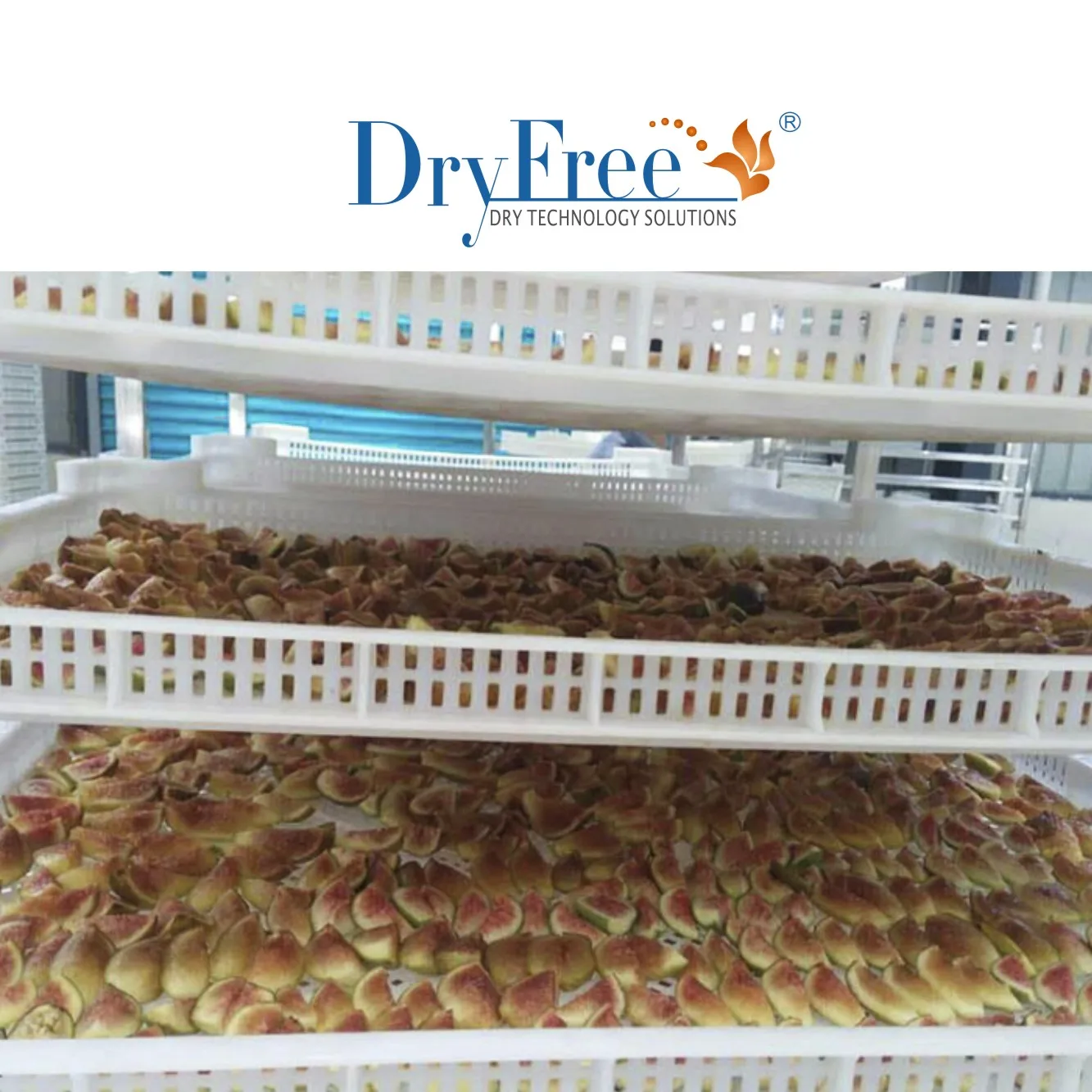 High Efficiency Electric Herb Heat Pump Dryer For best food dehydrator dried vegetable production line solar dry machine