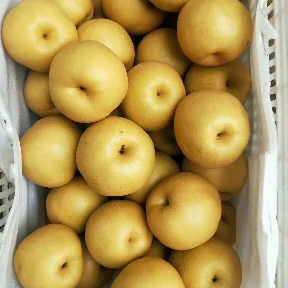High quality pear in bulk of 300-500g
