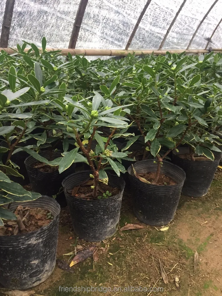 Очаровательное цветение бонсай зимняя Дафна одрора