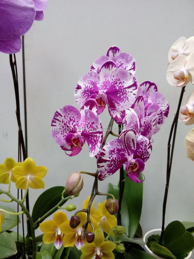 
Varieties of Orchid Phalaenopsis bonsai for sale 