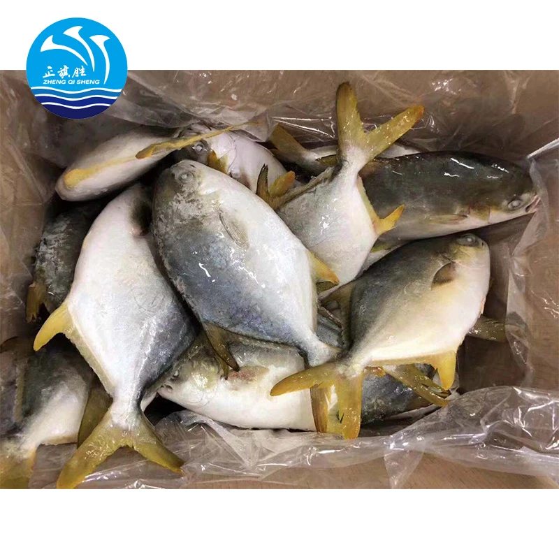 wholesale seafood Frozen Golden Pompano/Golden Pomfret