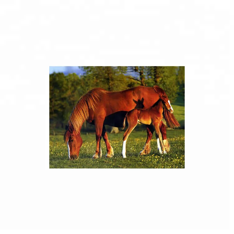 Lenticular sheet 3d printing painting horse 3d image wallpaper