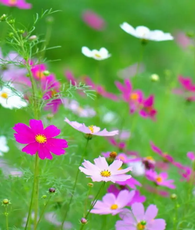Bo si ju natural park flowering planting Cosmos bipinnatus seeds
