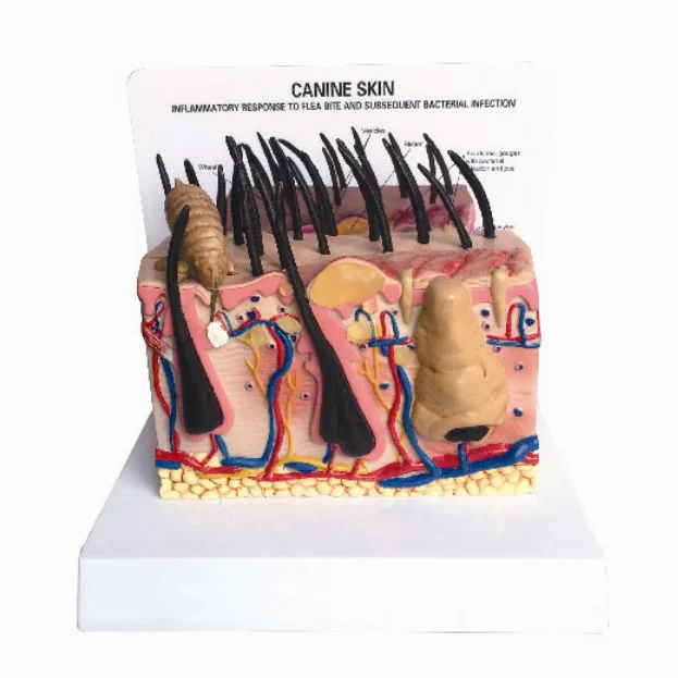 Модель кожи собаки, модель шкуры собаки для обучения
