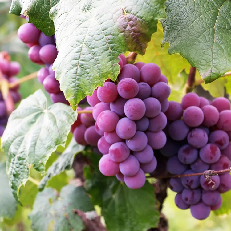 Prohydrojasmon PDJ 95% fabricante de TC al por mayor regulador del crecimiento de las plantas