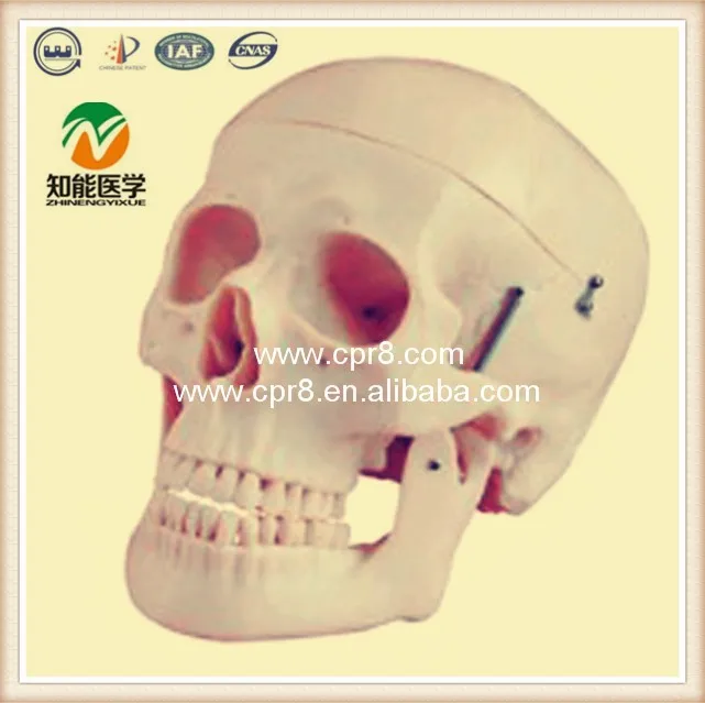 BIX-A1007 Life Size Plastic Skull Model