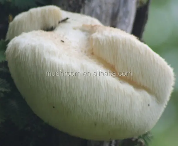 Львиная Грива экстракт гриба (полисахарид)