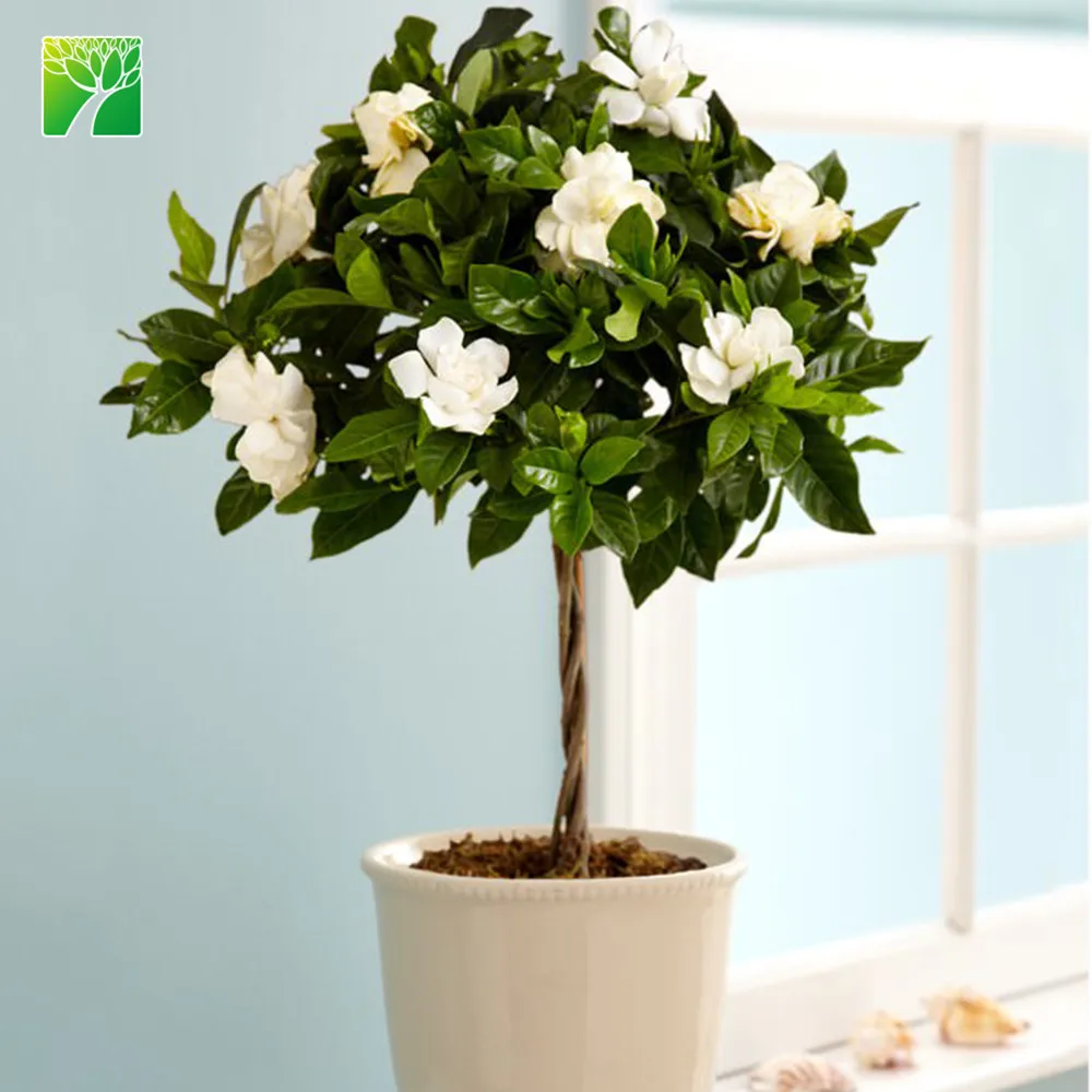
Cheap wholesale high maintenance shrub plant tree Gardenia jasminoides Gardenia 