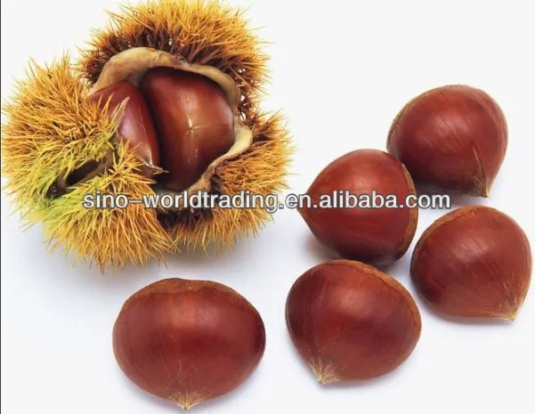 
Fresh chestnut 