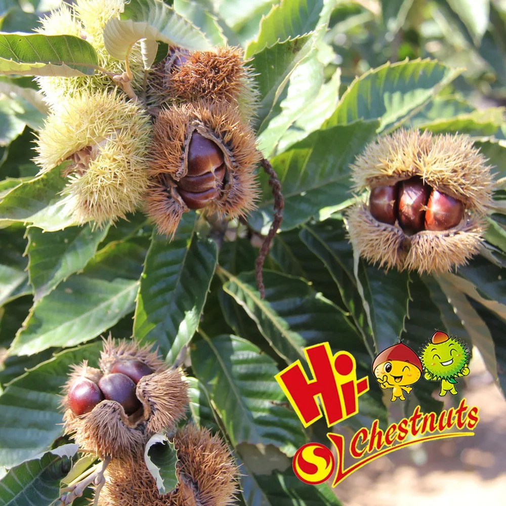 Raw fresh bulk chestnuts for sale
