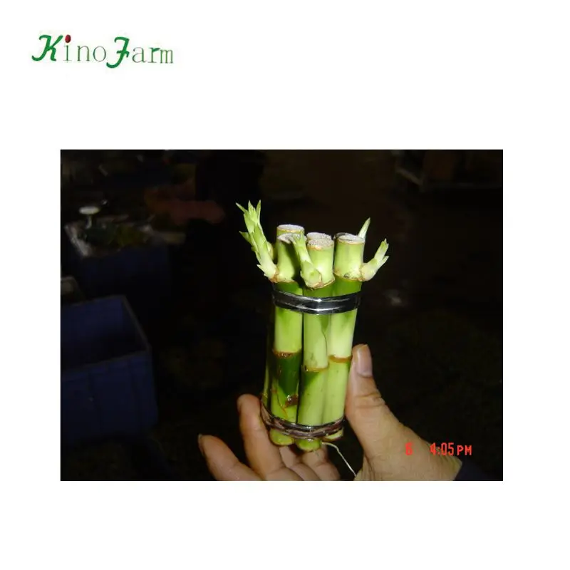  Zhangzhou Kinofarm ornamental lucky bamboo