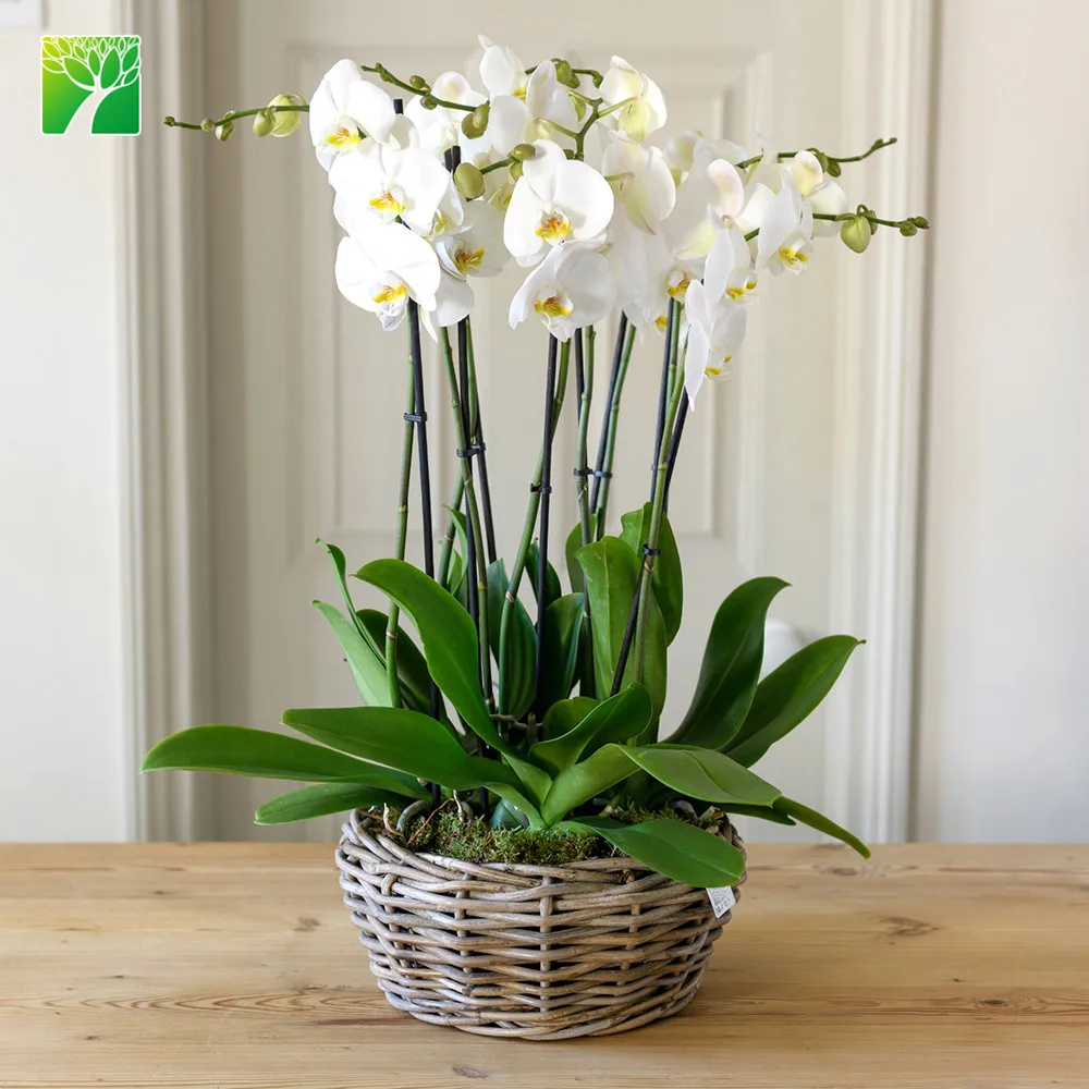 
 Оптовая продажа, настоящие натуральные украшения для растений, Орхидея, свежая Орхидея, Орхидея, фаленопсис, афродит  