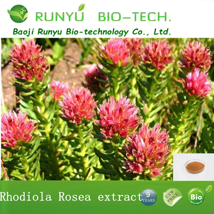 Factory supply  Rhodiola Quadrifida Extract 3% Salidroside