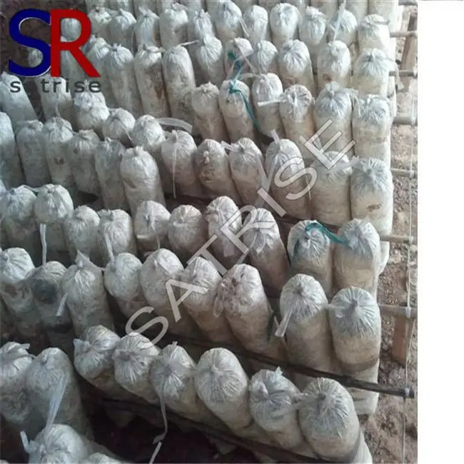Cultivating fresh suitable price shiitake mushroom spawn substrate