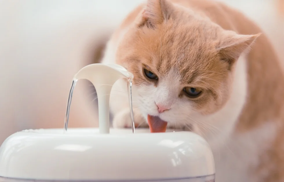 
PAWOOF cat water fountain with a powerful filter hot selling water fountain for cat five star cat fountain 