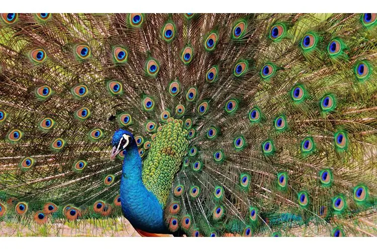 
New Arrival High Quality Huge Peacock Bird Shaped Aluminium Foil Balloons For Party Decorations 