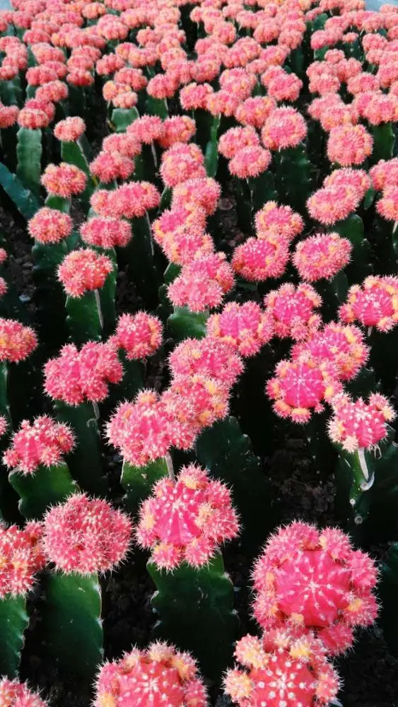  Цветная лента Луна gymnocalydium mihanovichii привитой кактус и