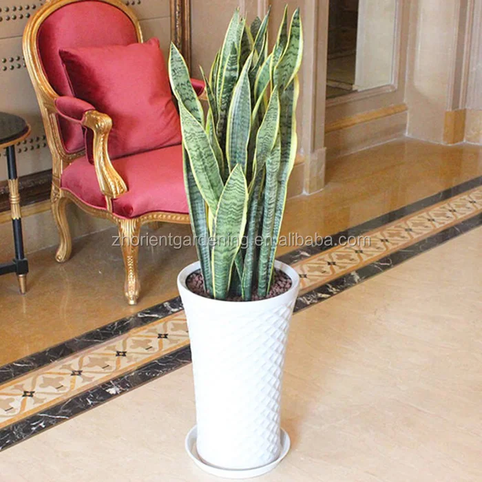 Sansevieria Trifasciata live plant wholesale price snake plants