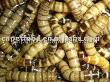 Корм для птиц, рыб и рептилий