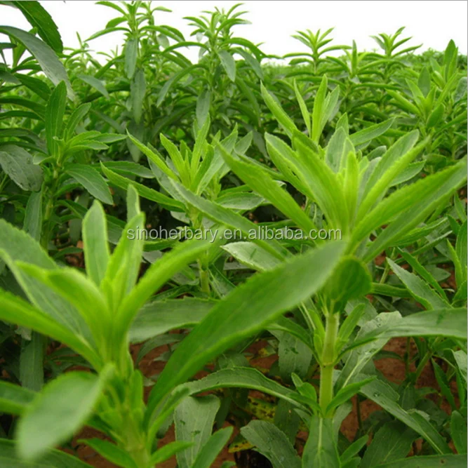 
High Sprouting Rate Hybrid Stevia Plant Seeds For Growing 