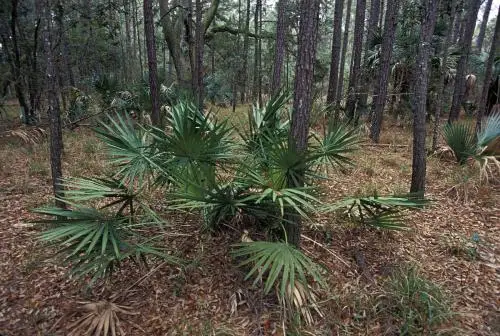 
High Quality Natural Plant Saw Palmetto Extract Powder 