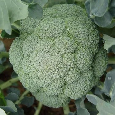 F1 Hybrid Excellent Chinese Broccoli Seeds For Sale-SproutingYour Broccoli Seeds