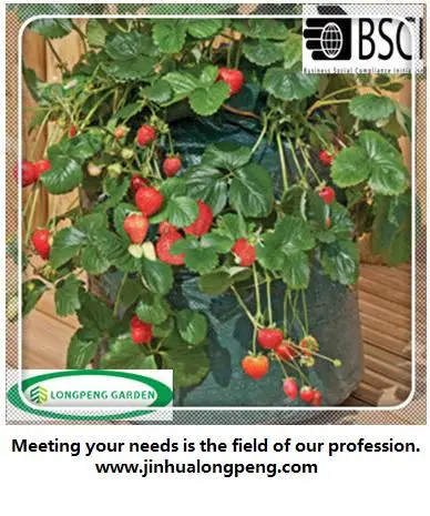 Use Strawberry Growing Bag in Strawberry Growing Season to Plant Strawberries from Seeds
