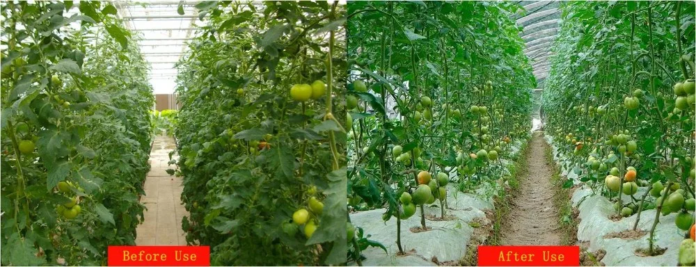 Compound Fertilizer NPK 12-12-17 + MgO