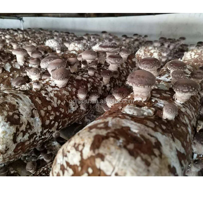 Growing shiitake mushroom oak wooden with factory direct price