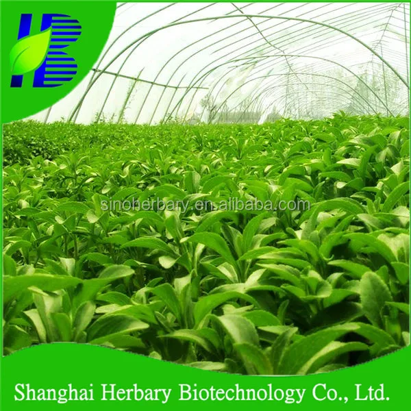 
High Sprouting Rate Hybrid Stevia Plant Seeds For Growing 