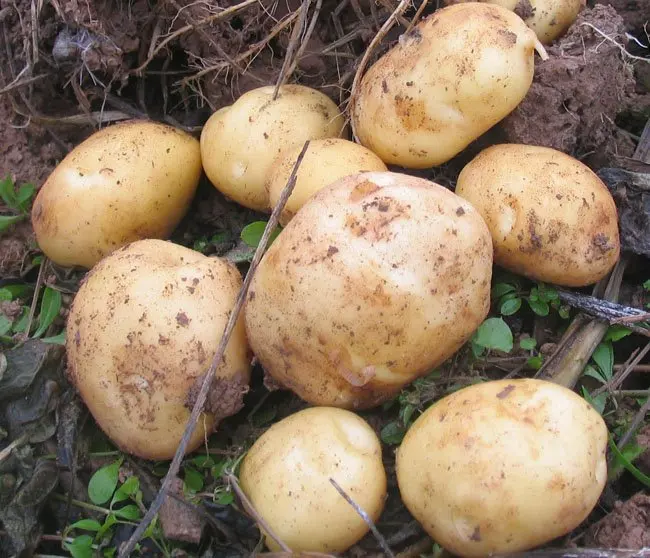 
chinese potato exporter 
