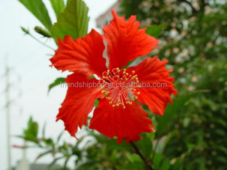 
The landscape tree Hibiscus rosa-sinensis seedling 