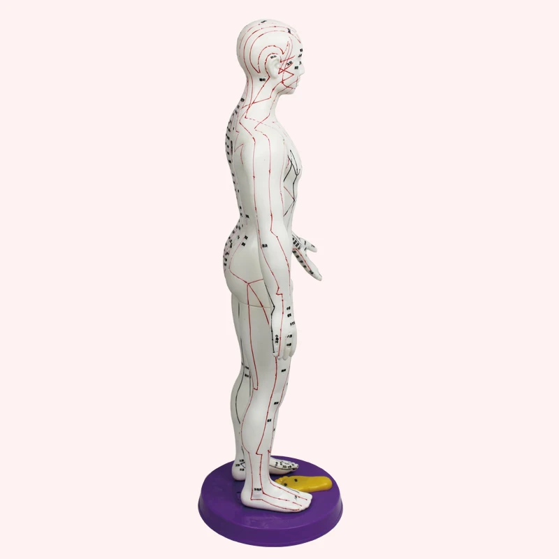 
Ultra clear meridian male and female human body model 