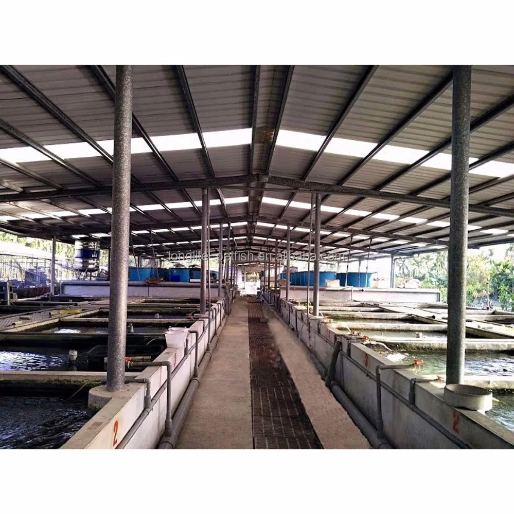 
Live Tropical Neocaridina Sunkist Shrimp 