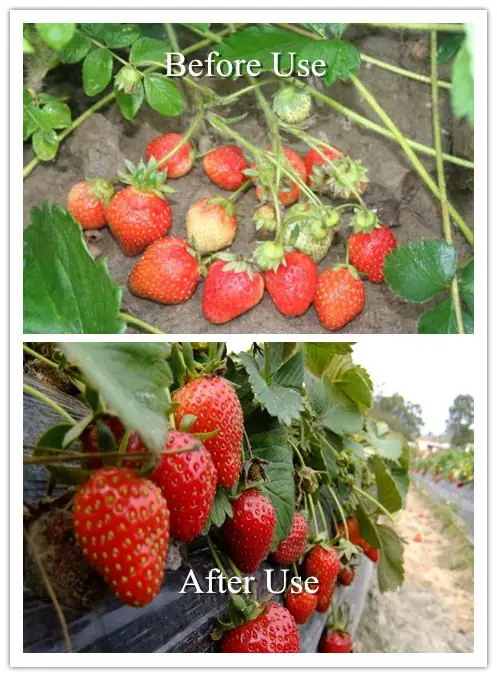 Factory Price Fungicide 67747-09-5 Prochloraz 97%tTC 45%EC 48%EC 45%EW