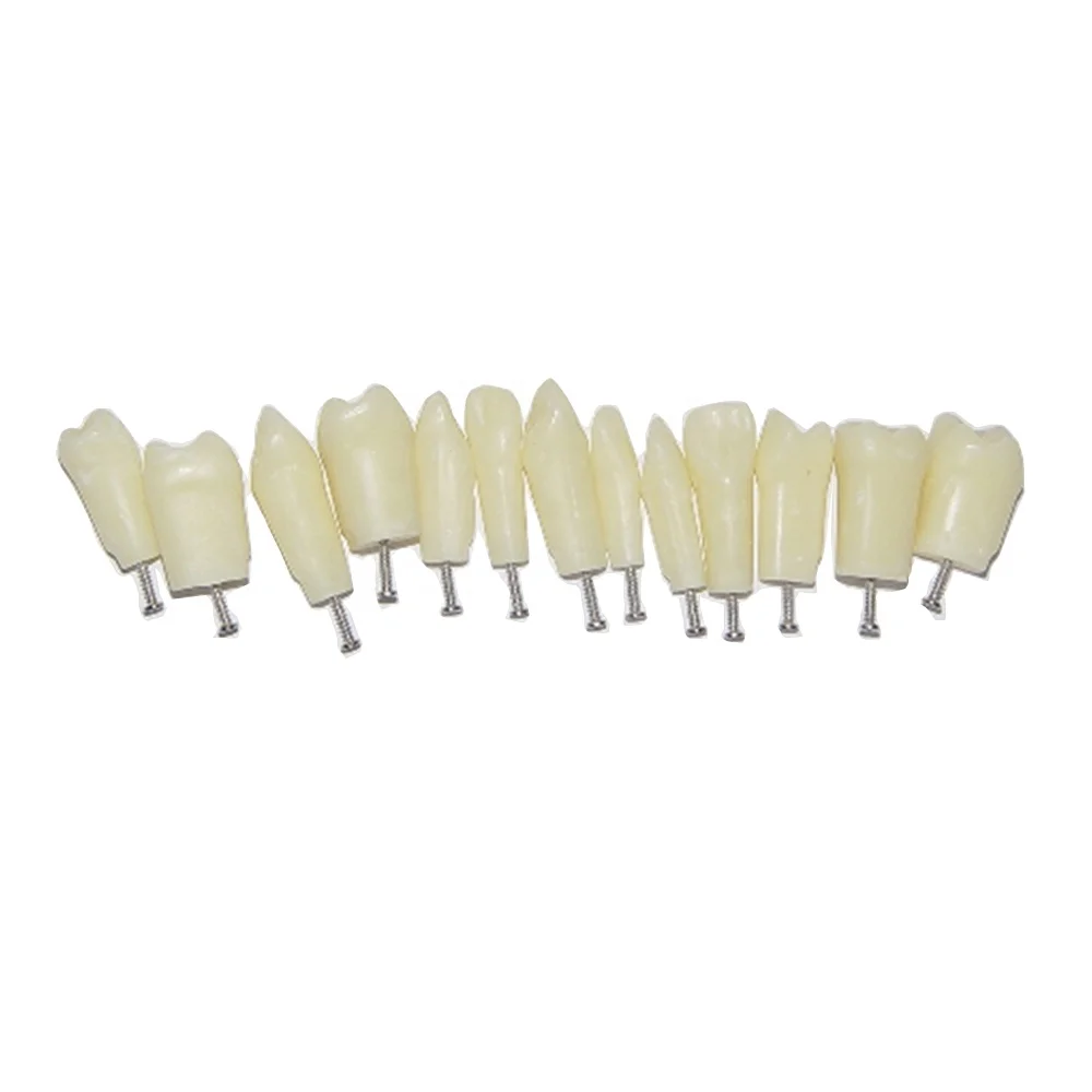 200 type of Human Dental Study Model of Individual Permanent Teeth
